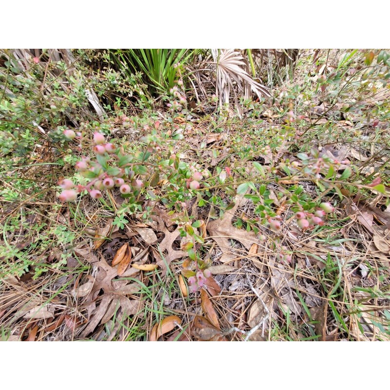 Best The Best Damn Blueberry Lemon Jam~Homemade~F