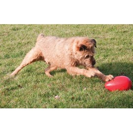 Jolly Egg Dog Toy 8" Red