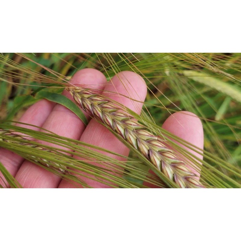 Barley Seeds (200) / ORGANIC / FLORIDA GROWN / CEREAL