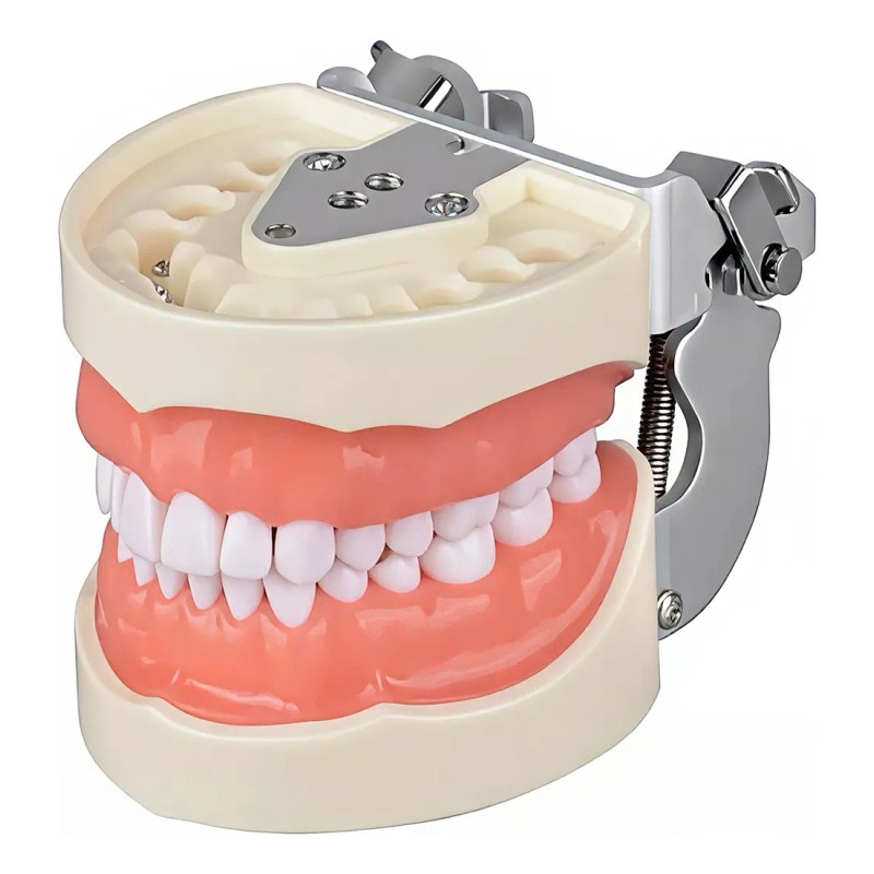 Tipodonto Tipo Nissiin Encía Suave Dientes