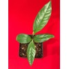 Black Sapote Diospyros Nigra Chocolate Pudding Seedling Plant Tropic Fruit