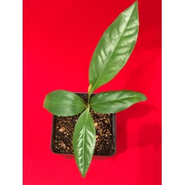 Black Sapote Diospyros Nigra Chocolate Pudding Seedling Plant Tropic Fruit Tree