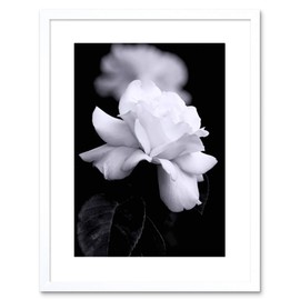 Wee Blue Coo PHOTO NATURE BLACK WHITE ROSE PETAL FLOWER FRAMED PRINT F97X4204