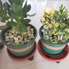 FANTIAN 20 lbs Jade Rocks for Landscaping, 1-2 Inch Decorative