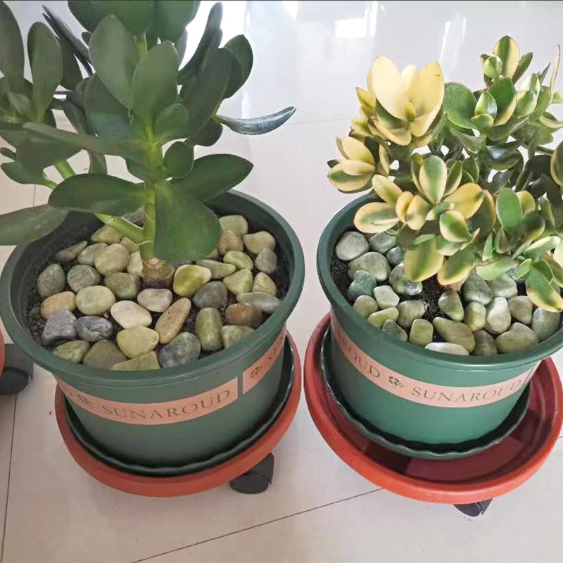 FANTIAN 20 lbs Jade Rocks for Landscaping, 1-2 Inch Decorative