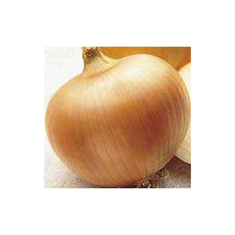 Onion Yellow Sweet Spanish Great Heirloom Vegetable 1 Lb Seeds