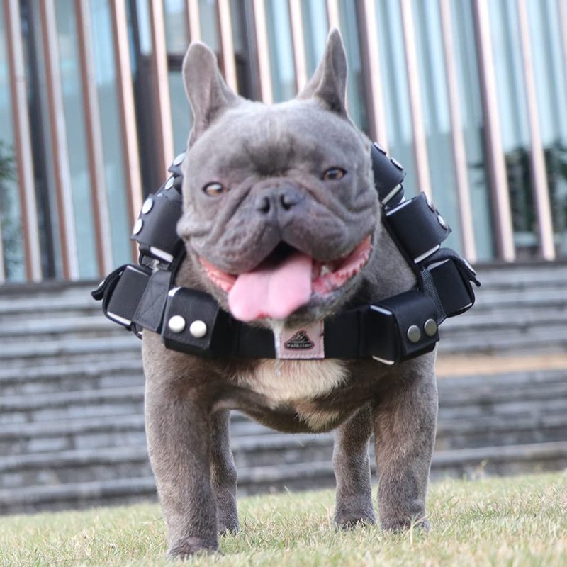 Black Dog Harness