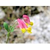 Fresh 200 ROCK HARLEQUIN Seeds (Corydalis sempervirens) Perennial Wildflower Plant