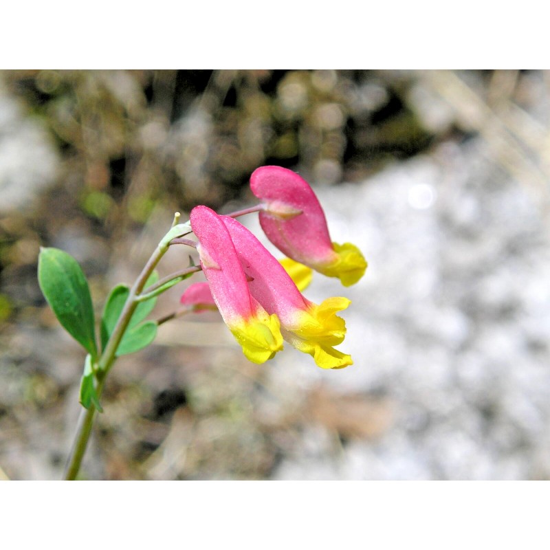Fresh 200 ROCK HARLEQUIN Seeds (Corydalis sempervirens) Perennial Wildflower Plant