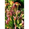 Live Carnivorous Pitcher Plant Sarracenia x ‘Scarlet Belle’ - Bare