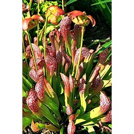 Live Carnivorous Pitcher Plant Sarracenia x ‘Scarlet Belle’ - Bare Root Rhizome