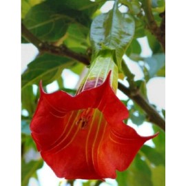 CZ Grain 20 Red Angel Trumpet Seeds Flower Fragrant Shrub Flowers Seed
