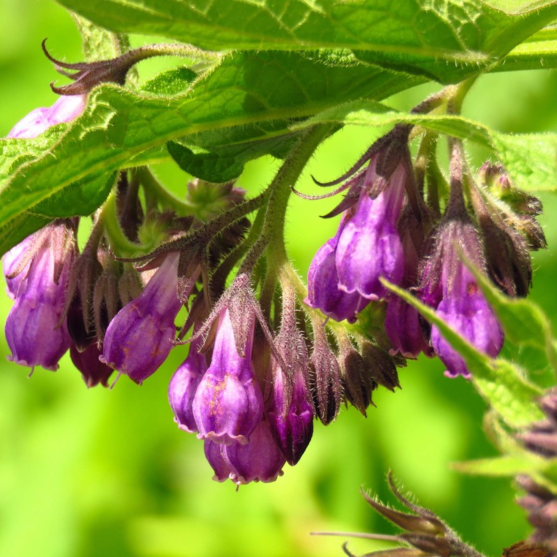 Outsidepride Comfrey Herb Seeds - 200 Seeds