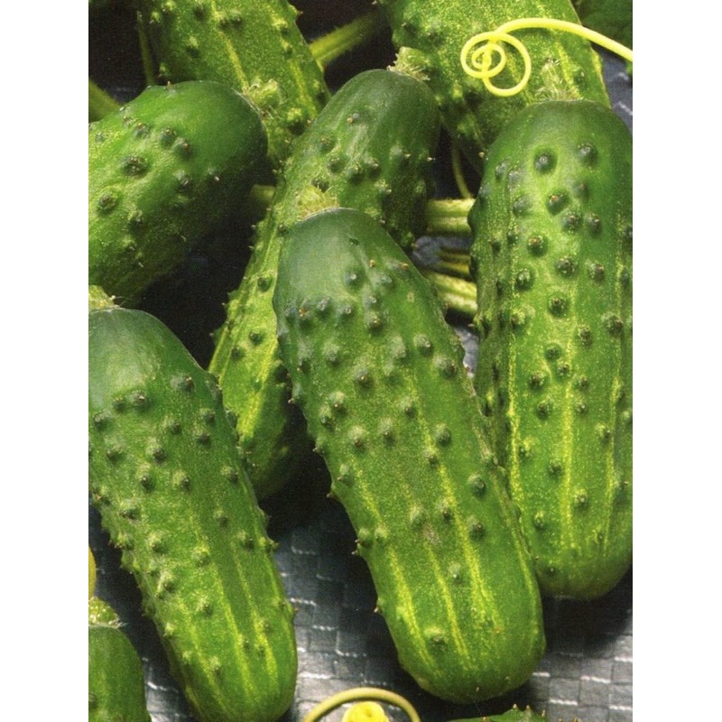 Seeds Rare Cucumber Titus F1 Early Pickling Vegetable for Planting