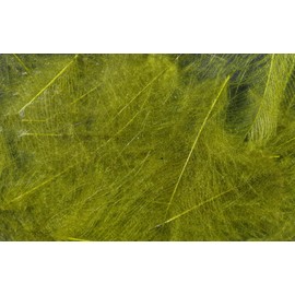 Hareline Dubbin Fishing Hook - 1/0, CDC (Cul de Canard) Feathers, OLIVE, For Trout Fly Tying, 1 Piece