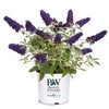 Proven Winner Pugster Buddleia, True-Blue Flowers, 2 Gal. (Pugster Blue)