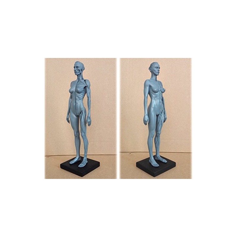 Human Body Musculoskeletal Anatomical Model for Study and Teaching (30CM4)