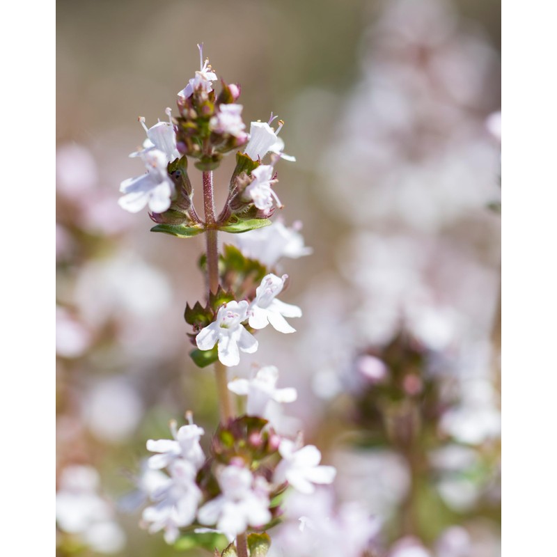 Herb Pharm Certified Organic Thyme Liquid Extract for Respiratory System