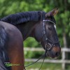 Sprenger Nocontact Water Snaffle I Horse Bit 14 mm Simply