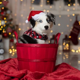 Odi Style Christmas Dog Hat - 2 Pack, Dog Santa Hat, Festive Christmas Holiday Outfit Costume Gifts for Dogs Cats, Holiday Pet Hat, Sliding Toggles for Best Fit