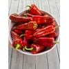 Dulce de Espana Sweet Pepper Seeds - 20 Fresh Dulce