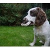 Rosewood Meaty Beef Steak Takeaway Tough Dog Toy, Large
