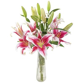 KaBloom PRIME NEXT DAY DELIVERY : Valentine's Day Collection - Sailor's Sunset Bouquet of 5 Fresh Pink Lilies with Vase Gift for Anniversary, Get Well, Thank You, Valentine, Mother’s Day Flowers