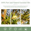 Australian Tea Tree 1.01fl.oz Essential Oil, PHATOIL Pure Aromatherapy Oils