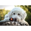 Orbiloc Dual Flashing/Solid Safety LED Light for Dogs - High