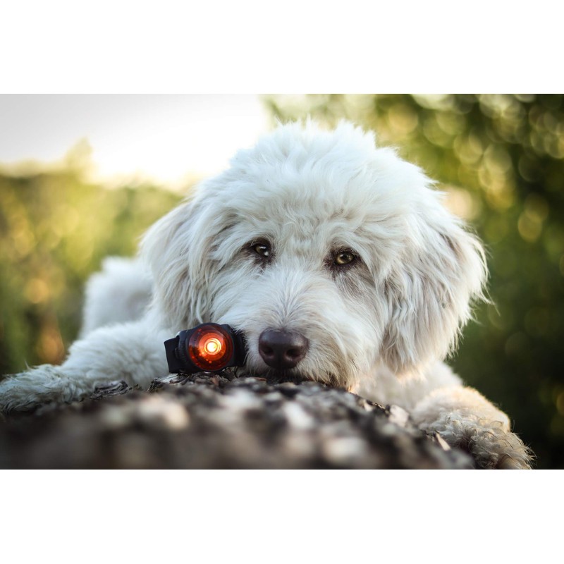 Orbiloc Dual Flashing/Solid Safety LED Light for Dogs - High