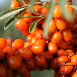 Palm Beach Medicinal Herbs - Wild Seabuckthorn (Hippophae rhamnoides) - Packet of 40 Seeds