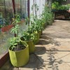 Growing Bags for Patio Balcony or Small Spaces Grow Potatoes