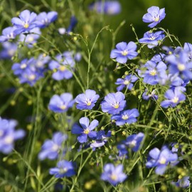 Outsidepride Flax Sky Blue - 2000 Seeds