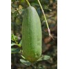 Luffa cylindrica | Sponge Gourd | 10 Seeds