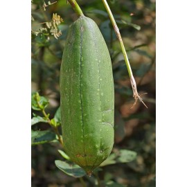 Luffa cylindrica | Sponge Gourd | 10 Seeds