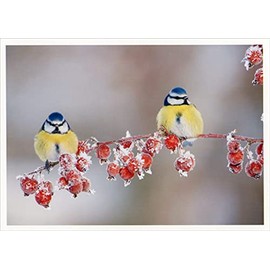 Palm Press Two Blue and Yellow Birds on Branch Box of 10 Christmas Cards