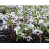 Nutricote Total 18-6-8 180 Day 1 lb Time Release Fertilizer.