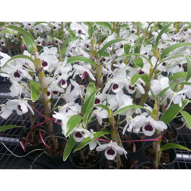 Nutricote Total 18-6-8 180 Day 1 lb Time Release Fertilizer.