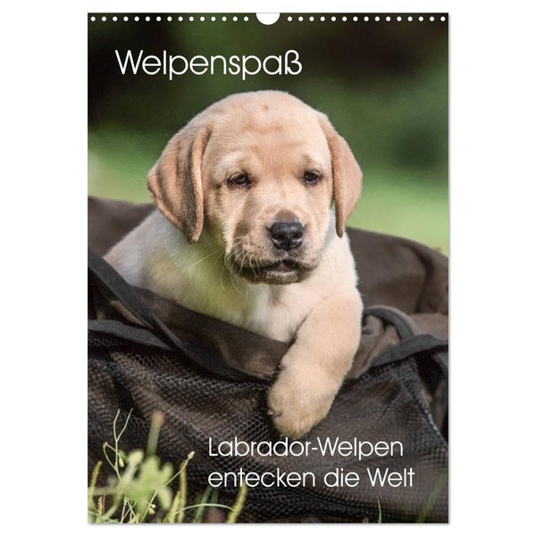 Welpenspaß - Labrador Welpen entdecken die Welt (Wandkalender 2026 DIN