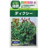 Takii Seedling Crimson Clover Dixie