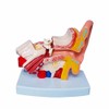 MKDental Human Ear Joint Simulation Model Medical Anatomy PVC Plastic