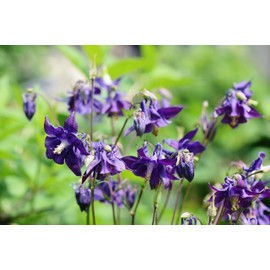 Purple Columbine (Aquilegia Vulgaris) 2.5 Inch Pot, Live Plant
