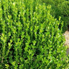Wintergreen Boxwood | 3 Large 3 Gallon Plants | Dense Evergreen Foliage, Cold-Hardy & Ideal for Year-Round Landscaping, Elegant Border & Hedge Plant, Live Shrub