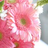 Outsidepride Gerbera Pink w/ Green Center - 20 Seeds
