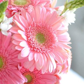 Outsidepride Gerbera Pink w/ Green Center - 20 Seeds