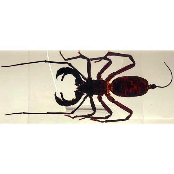 4.3" Real Whip Scorpion in Crystal Clear Lucite Resin Specimen