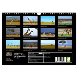 Giraffes - Lovely Giants of the African Savannah (Wall Calendar 2026 DIN A4 Landscape), CALVENDO Monthly Calendar: Giraffes - the Giants of the Savannah on ... Rainer Tewes Captured (CALVENDO Animals)