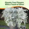 Outsidepride Dusty Miller Flower Seeds - 10,000 Pcs Annual, Beautiful
