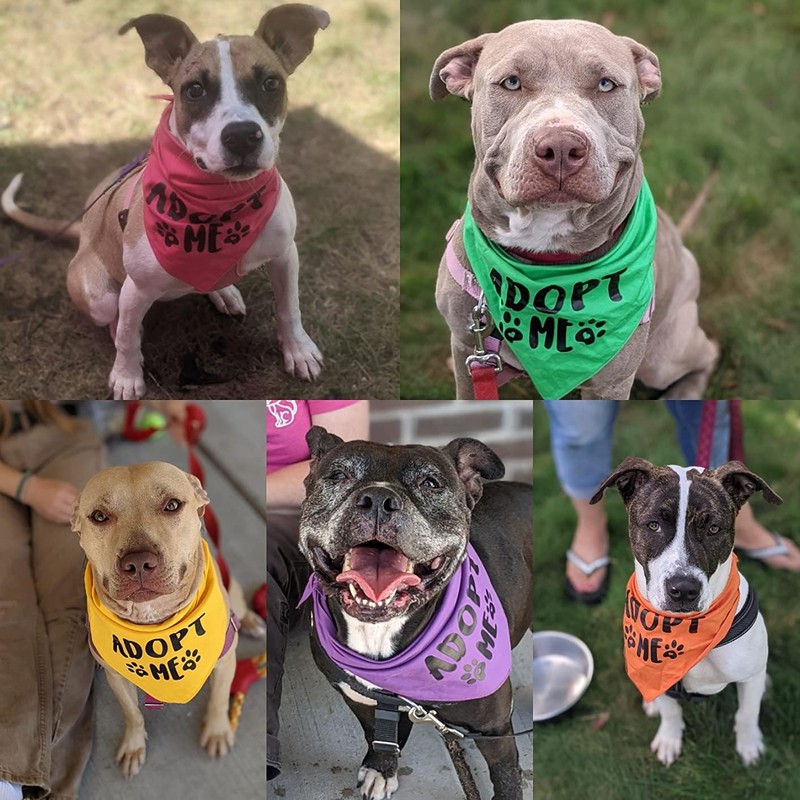 Pawskido Adopt Me - Bandana para perros, Paquete de 5