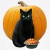 CafePress Black Cat Pumpkin Dog T Shirt Dog T-Shirt, Pet